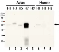 Anti-Avian Influenza A virus H7N7 HA (Hemagglutinin) antibody used in Western Blot (WB). GTX127302